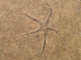 Echinodermer